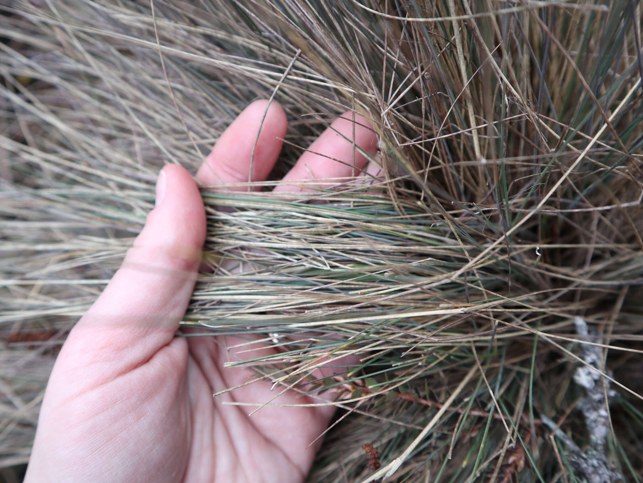 Image of Poa colensoi Hook. fil.