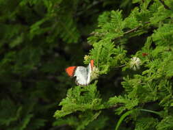 Image of <i>Colotis annae</i>