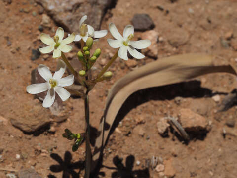 Image of Ixia paucifolia G. J. Lewis