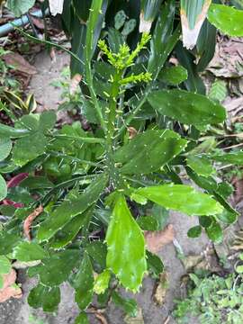 Image of Brazilian pricklypear