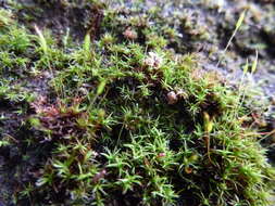 Image of bryoerythrophyllum moss