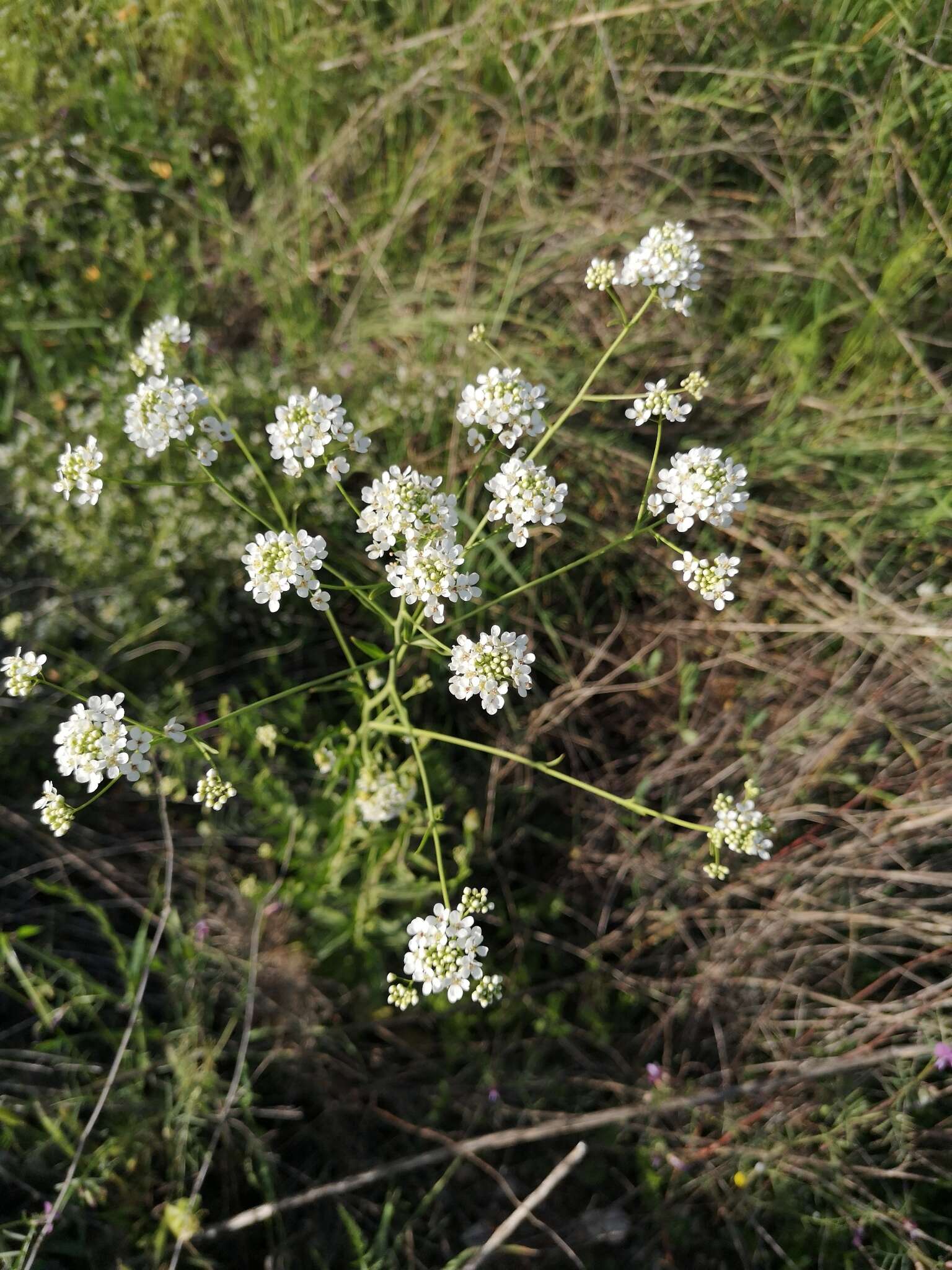 Imagem de Peltaria angustifolia DC.