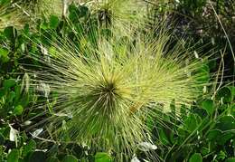 Imagem de Spinifex longifolius R. Br.