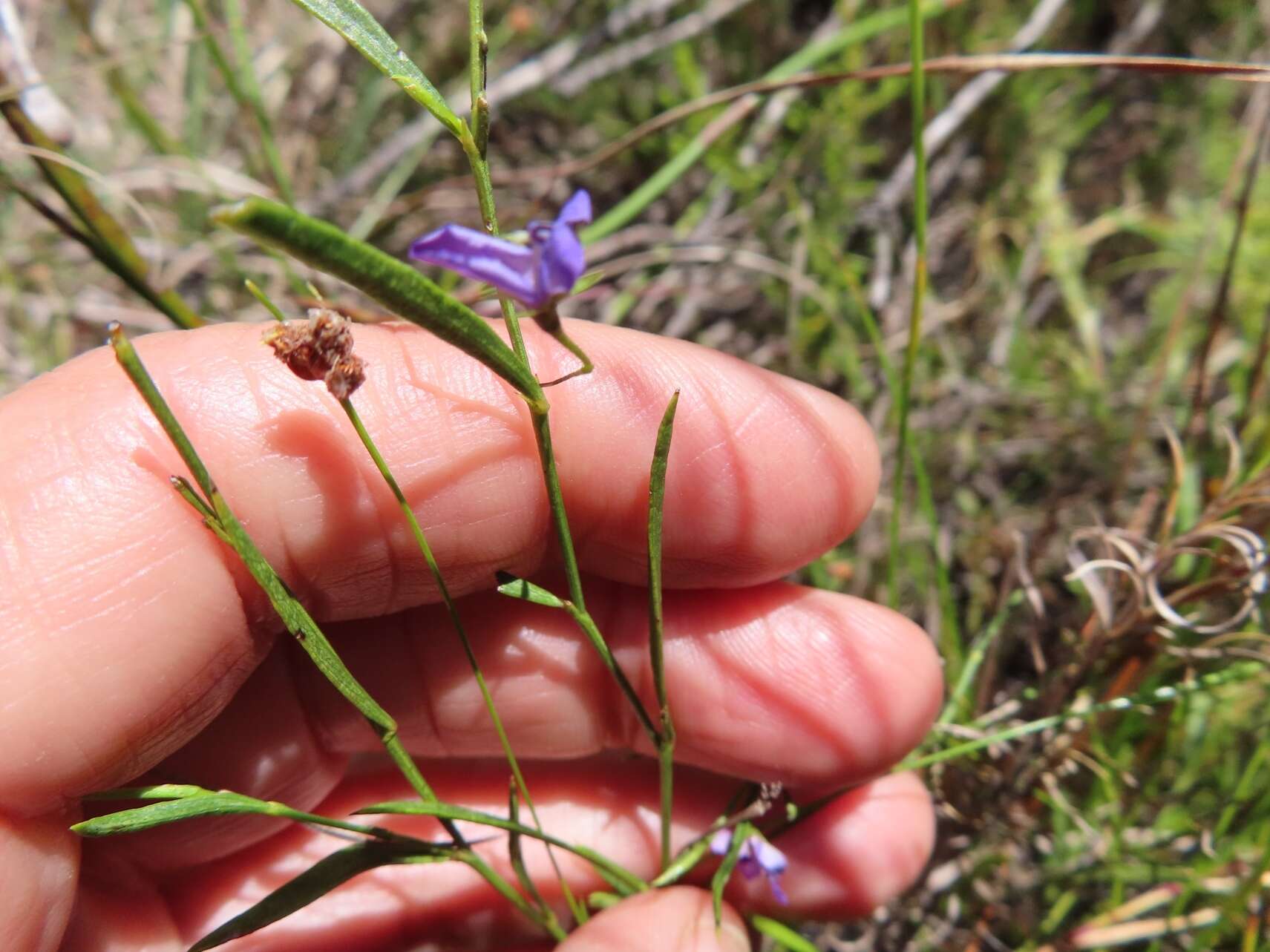 Image of Psoralea laxa T. M. Salter