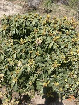 Image of Pieris formosa (Wall.) D. Don