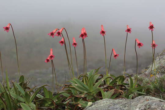 Barbacenia longiscapa Goethart & Henrard的圖片