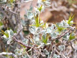 Image of Macledium spinosum (L.) S. Ortiz