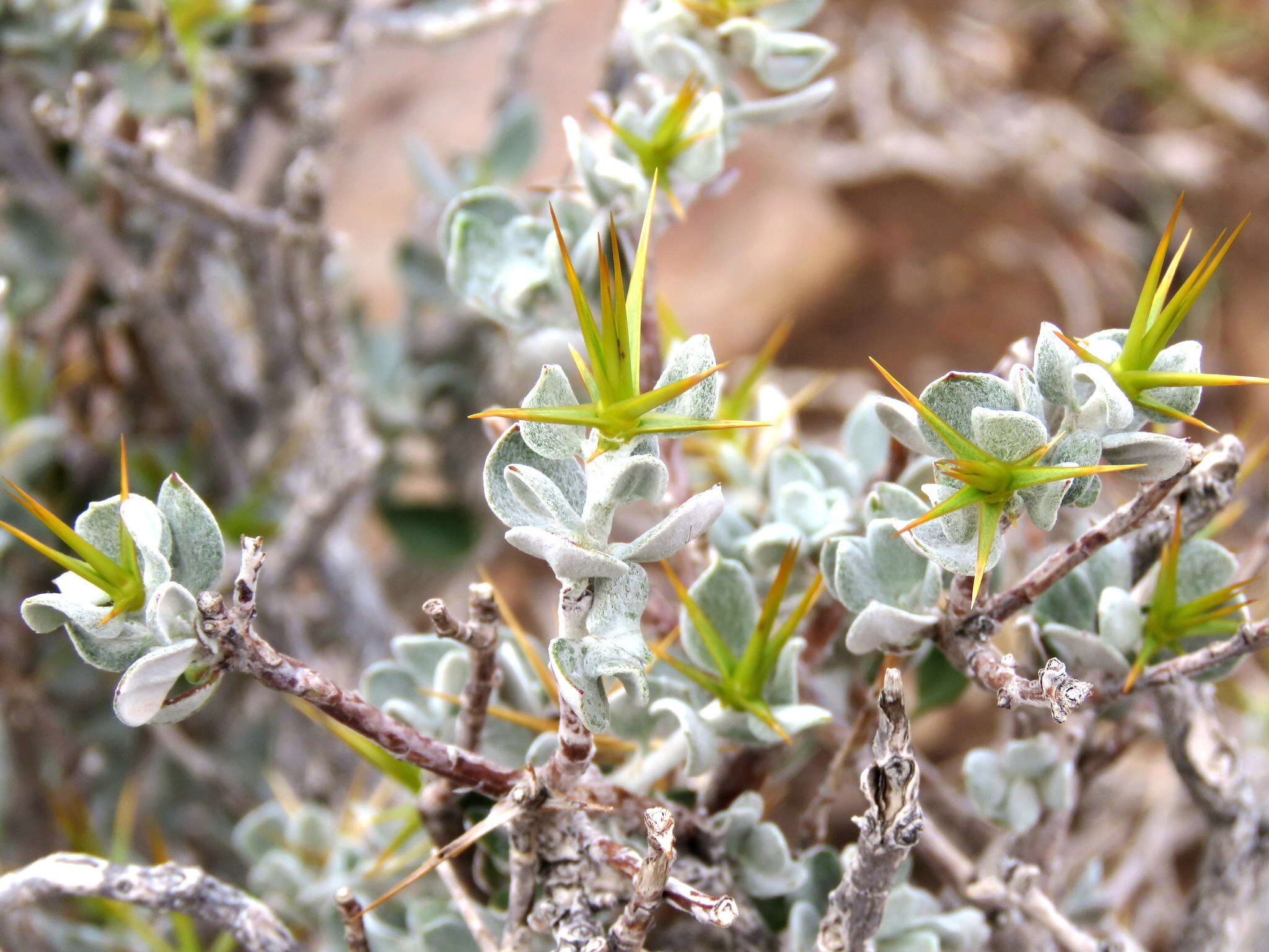 Image of Macledium spinosum (L.) S. Ortiz