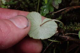 Image de Hydrocotyle leucocephala Cham. & Schltdl.