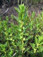 Image of Comb-Leaf Mermaidweed