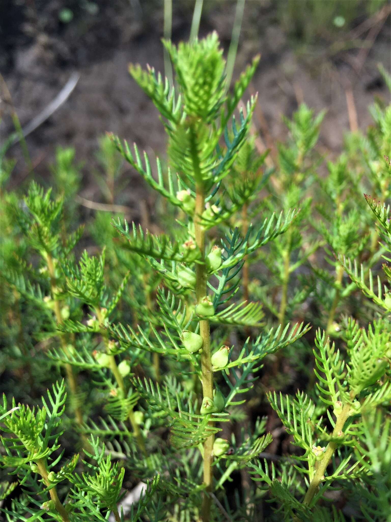 Image of Comb-Leaf Mermaidweed