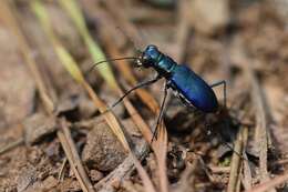 Image of Cicindela (Cicindelidia) rufiventris cumatilis Le Conte 1851