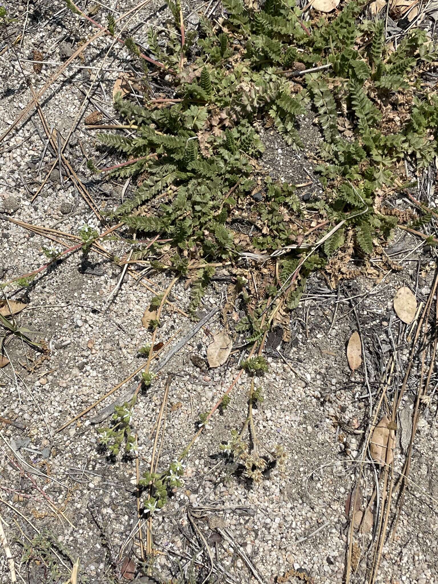 Image of Horkelia clevelandii var. brevibracteata