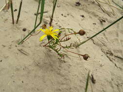 Image of Steirodiscus tagetes (L.) Schltr.