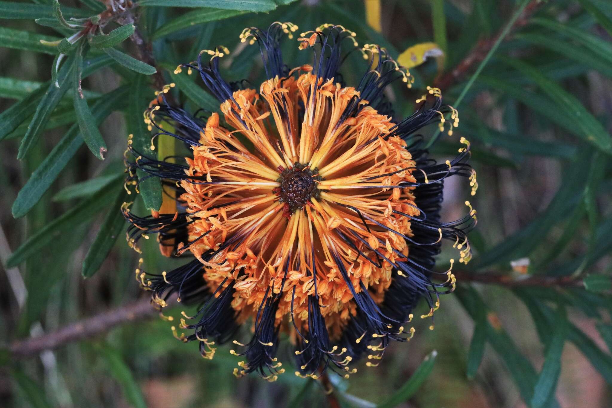 Image of Banksia neoanglica (A. S. George) Stimpson & J. J. Bruhl