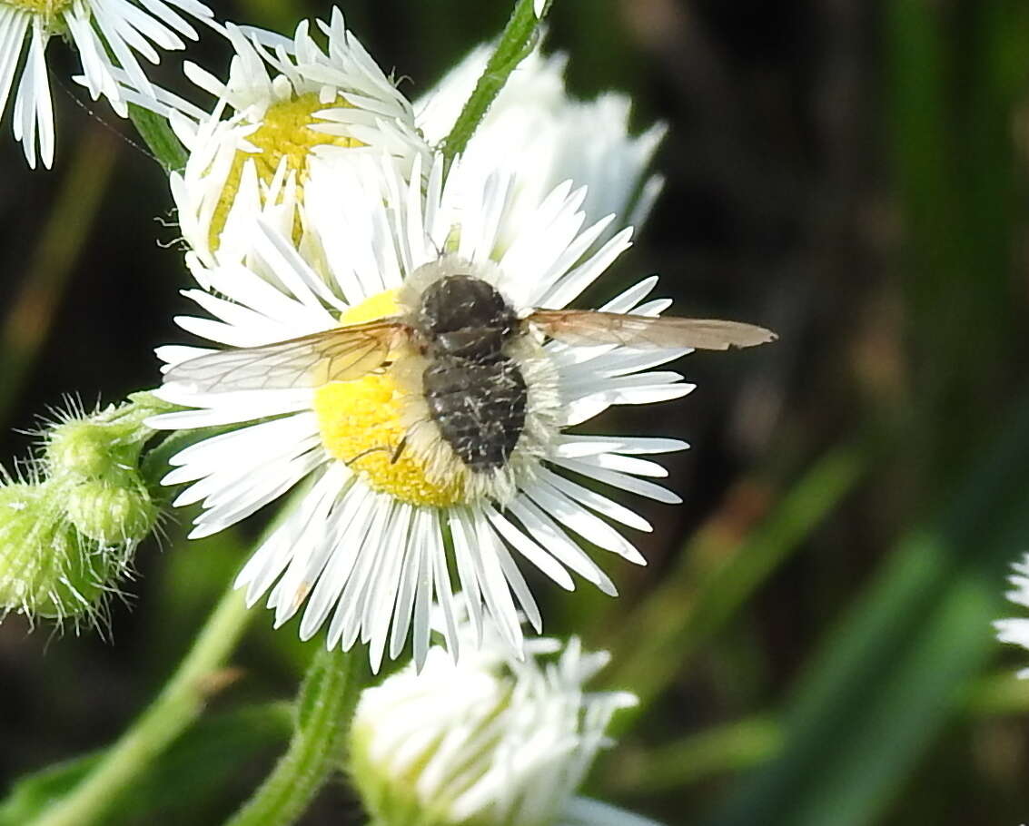 Image of Systoechus ctenopterus (Mikan 1976)