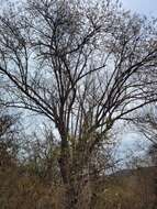 Ceiba jasminodora (A. St.-Hil.) K. Schum. resmi