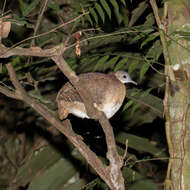 Image of White-throated Tinamou