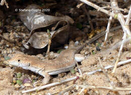 Image of Golden Fringe-fingered Lizard