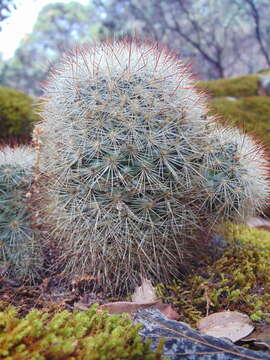 Image of Mammillaria densispina (J. M. Coult.) Orcutt