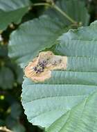 Image of European Alder leafminer