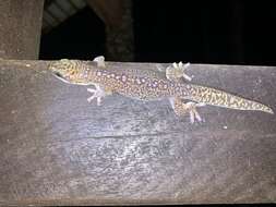 Image of Southern Spotted Velvet Gecko