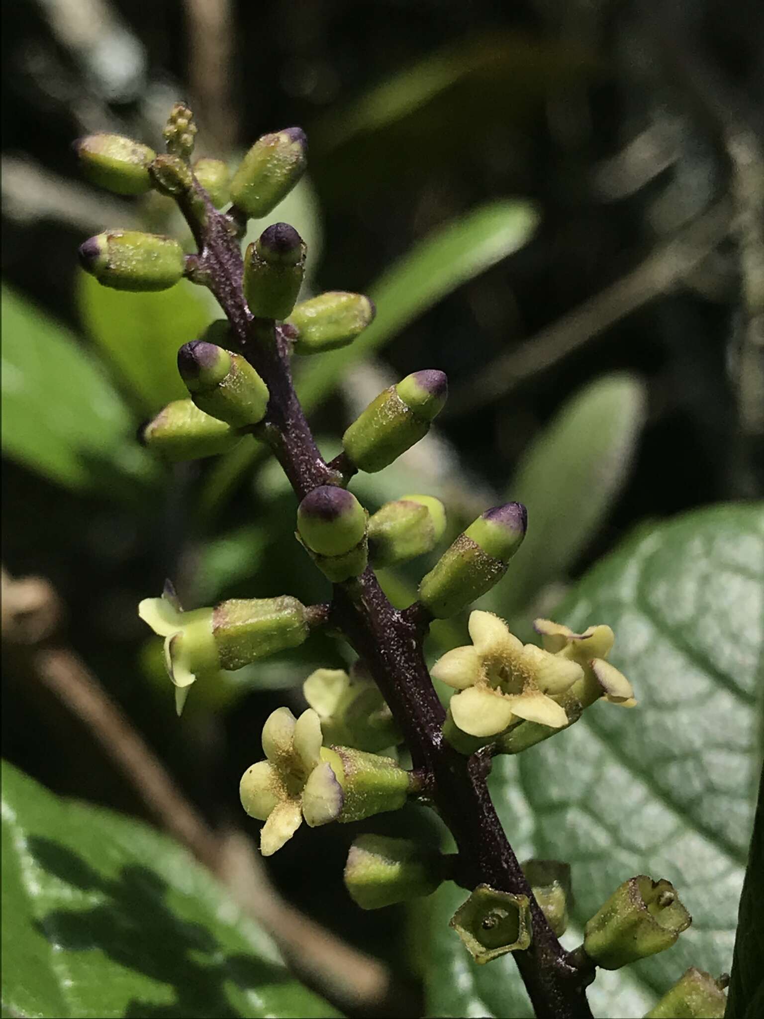 Image of Citharexylum sulcatum Moldenke