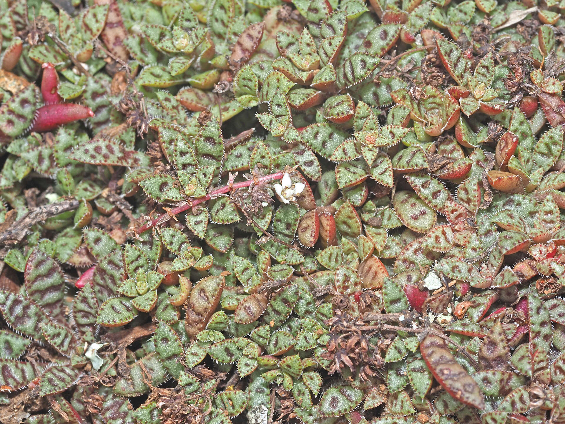 Crassula exilis subsp. cooperi (Regel) Tölken resmi