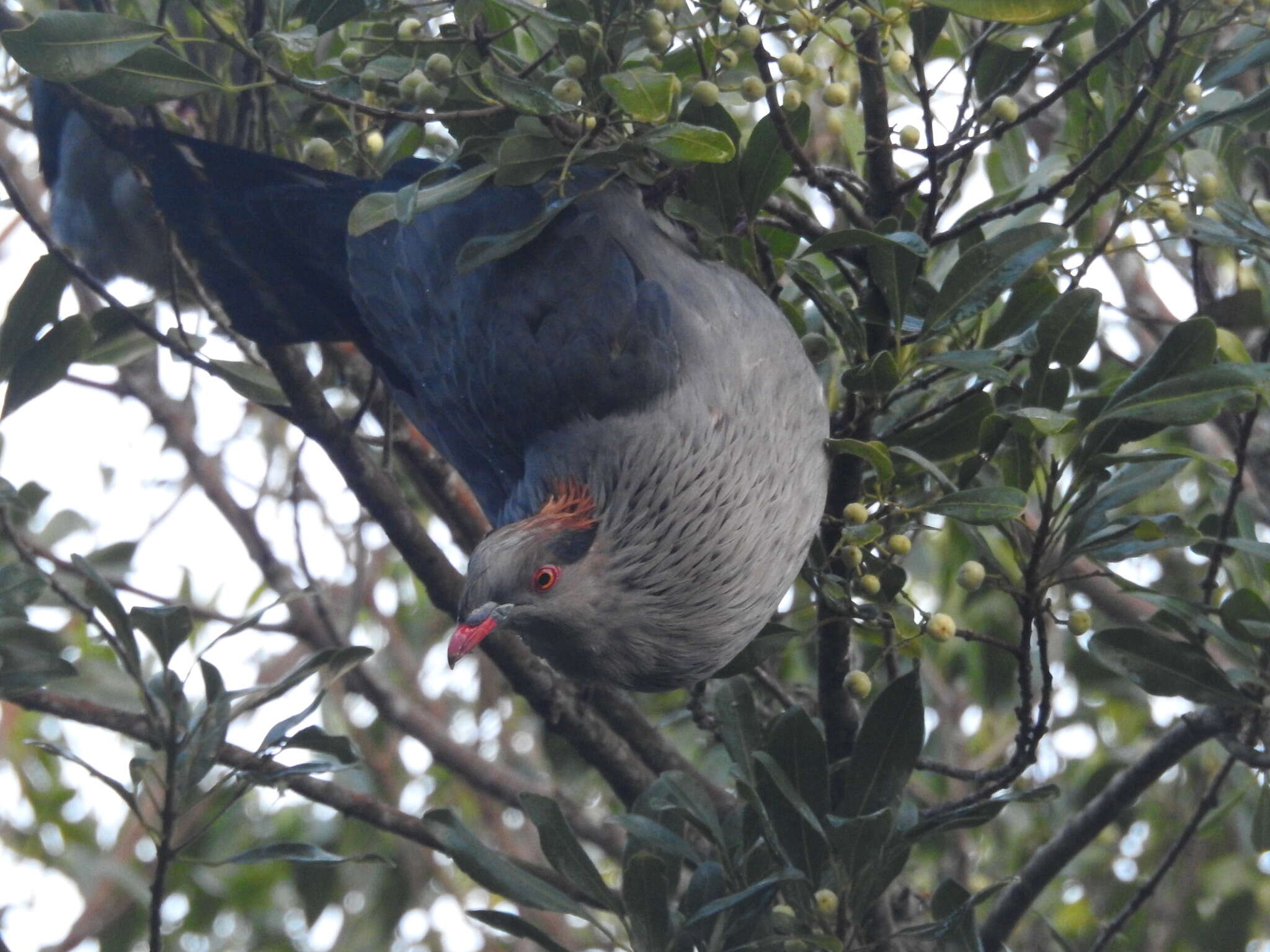 Image of Topknot Pigeons