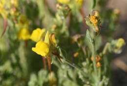 Image of Linaria bipunctata (L.) Chaz.