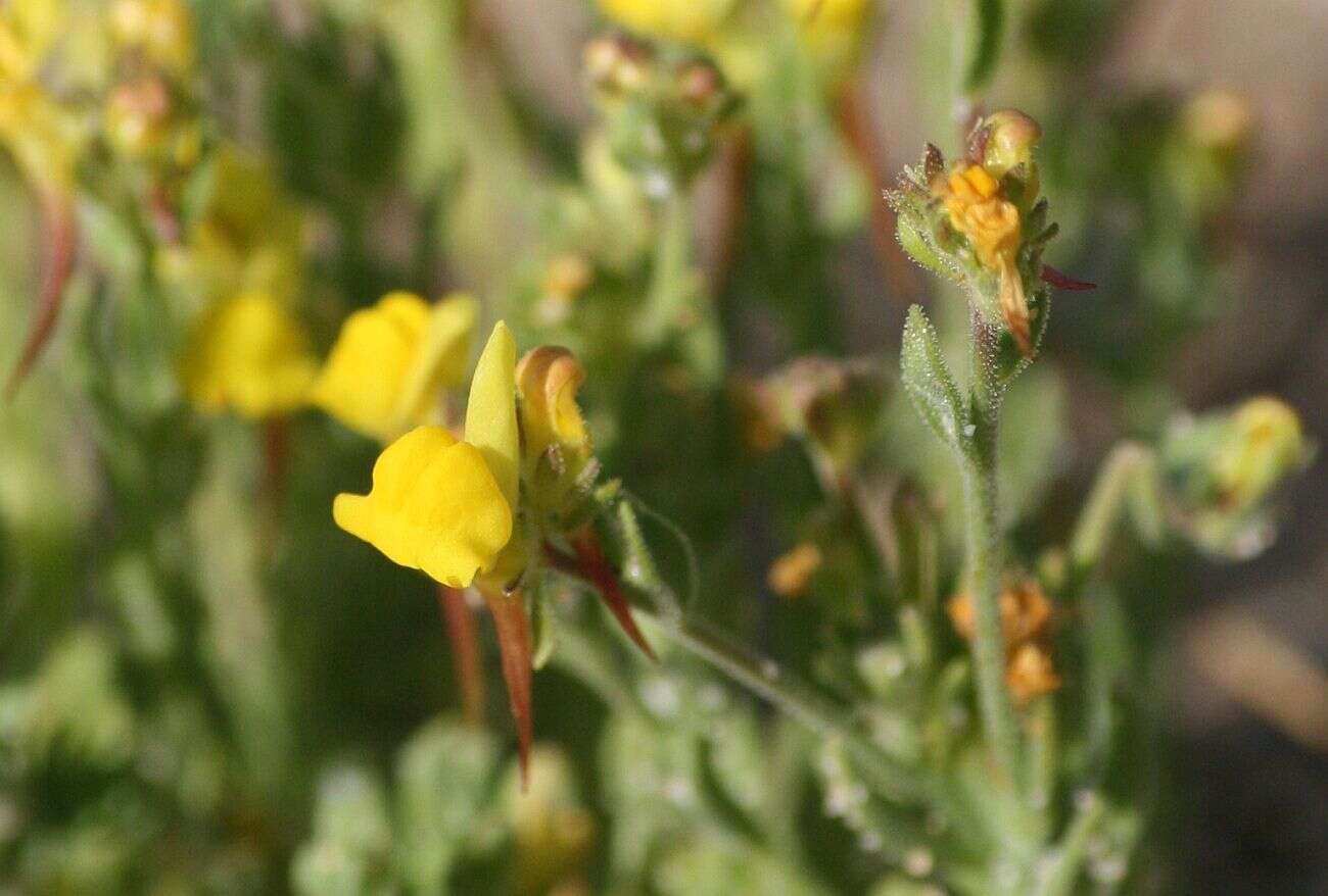 Image of Linaria bipunctata subsp. glutinosa (Hoffmgg. & Link) D. A. Sutton