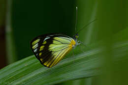 Image of Leptophobia caesia (Lucas 1852)