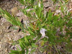 Image of Spinoliva ilicifolia (Hook. & Arn.) G. Sancho