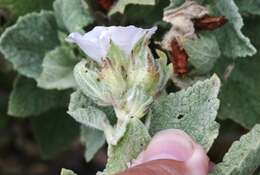 Image of Palmer's bushmallow