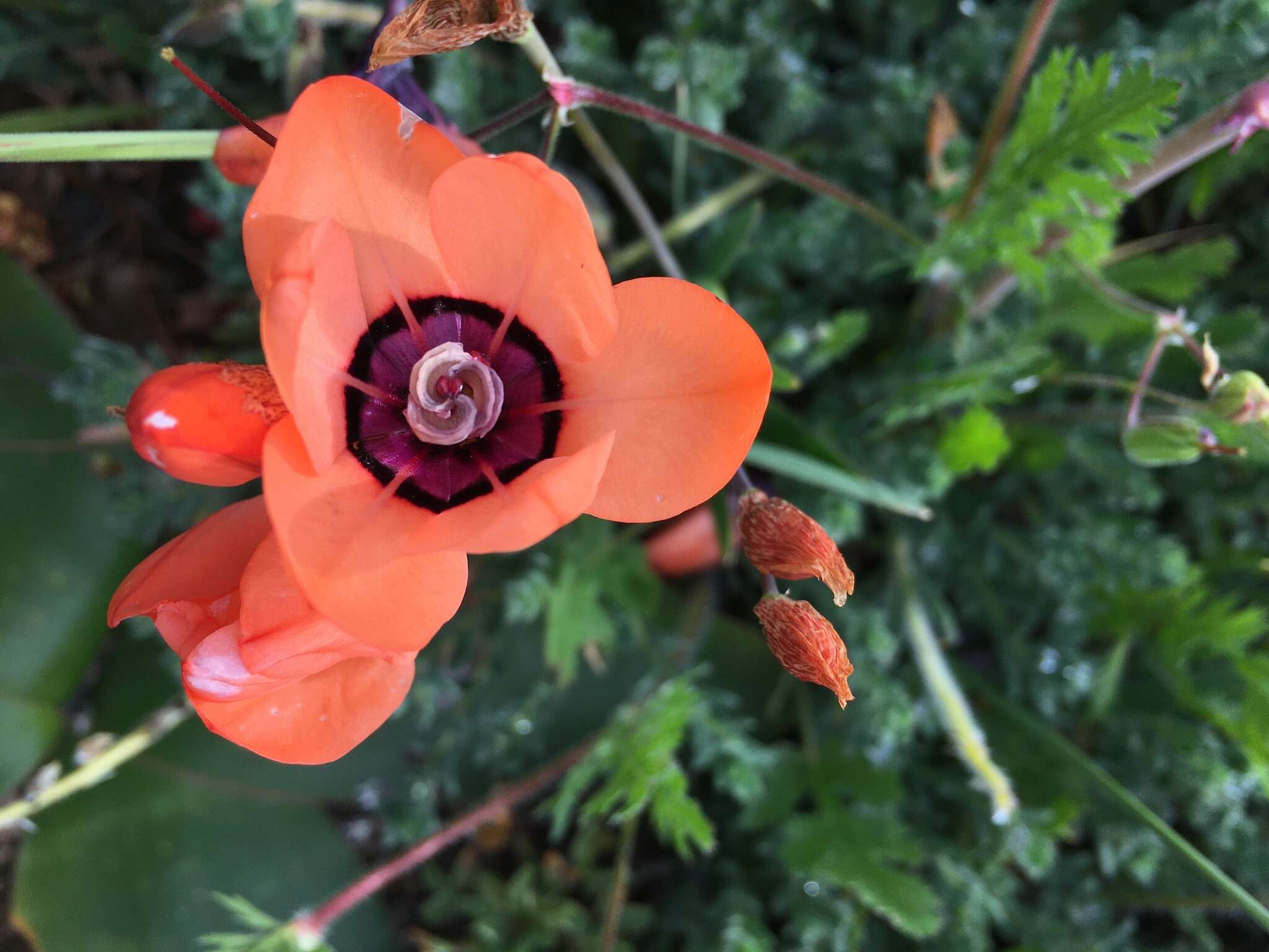 Image of Cape buttercup