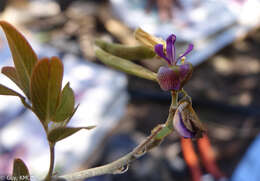 Image of Mundulea anceps R. Vig.