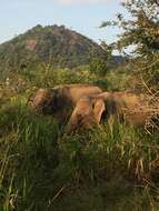 Image of Sri Lankan elephant
