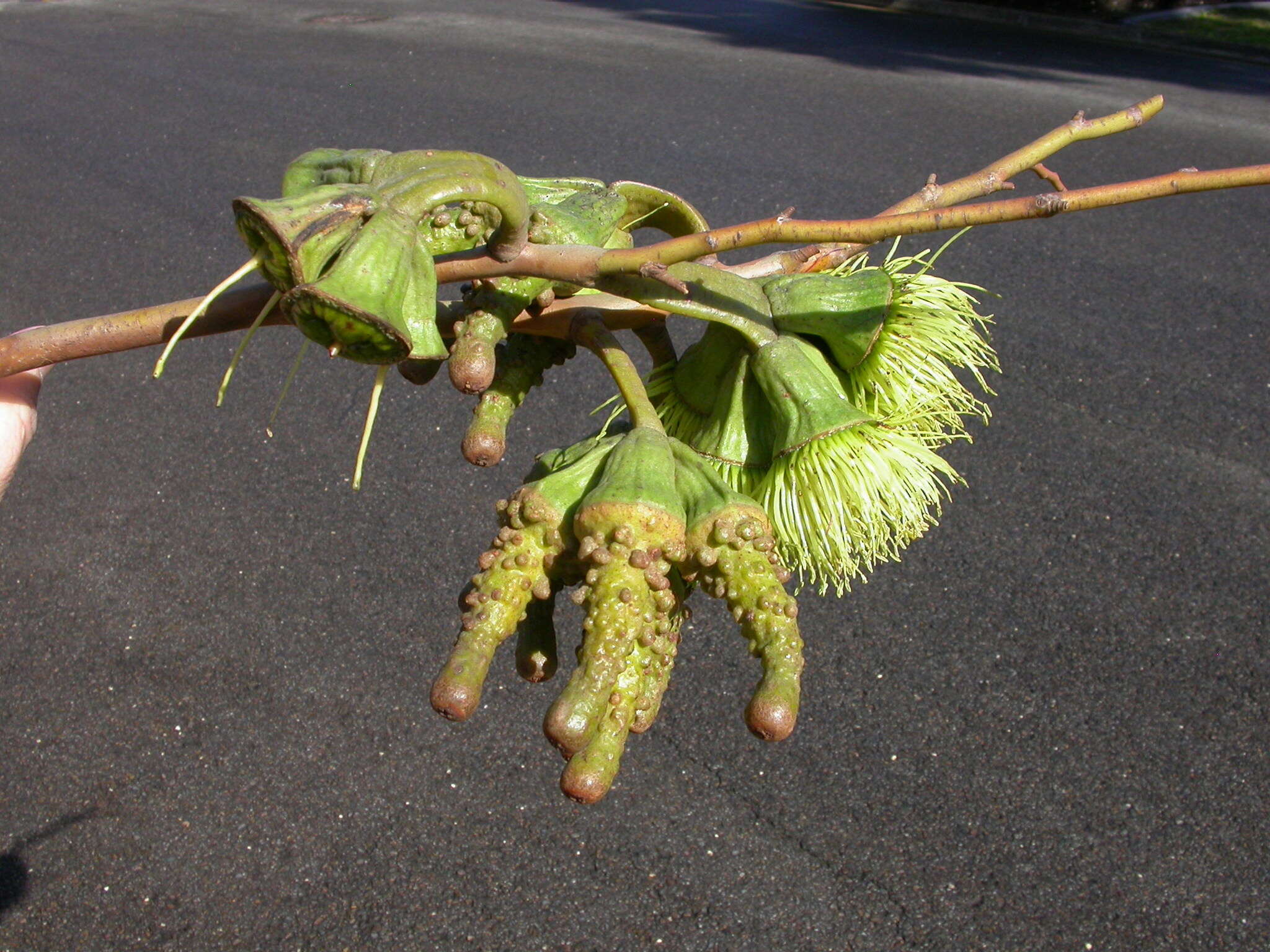 Image of Eucalyptus megacornuta C. A. Gardner