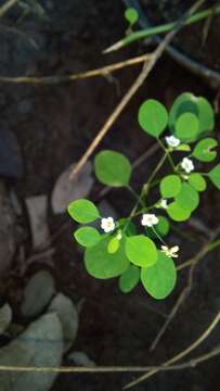 Plancia ëd Euphorbia rzedowskii McVaugh