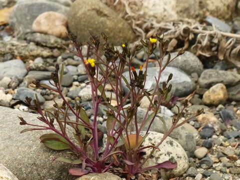 Image of elegant hawksbeard