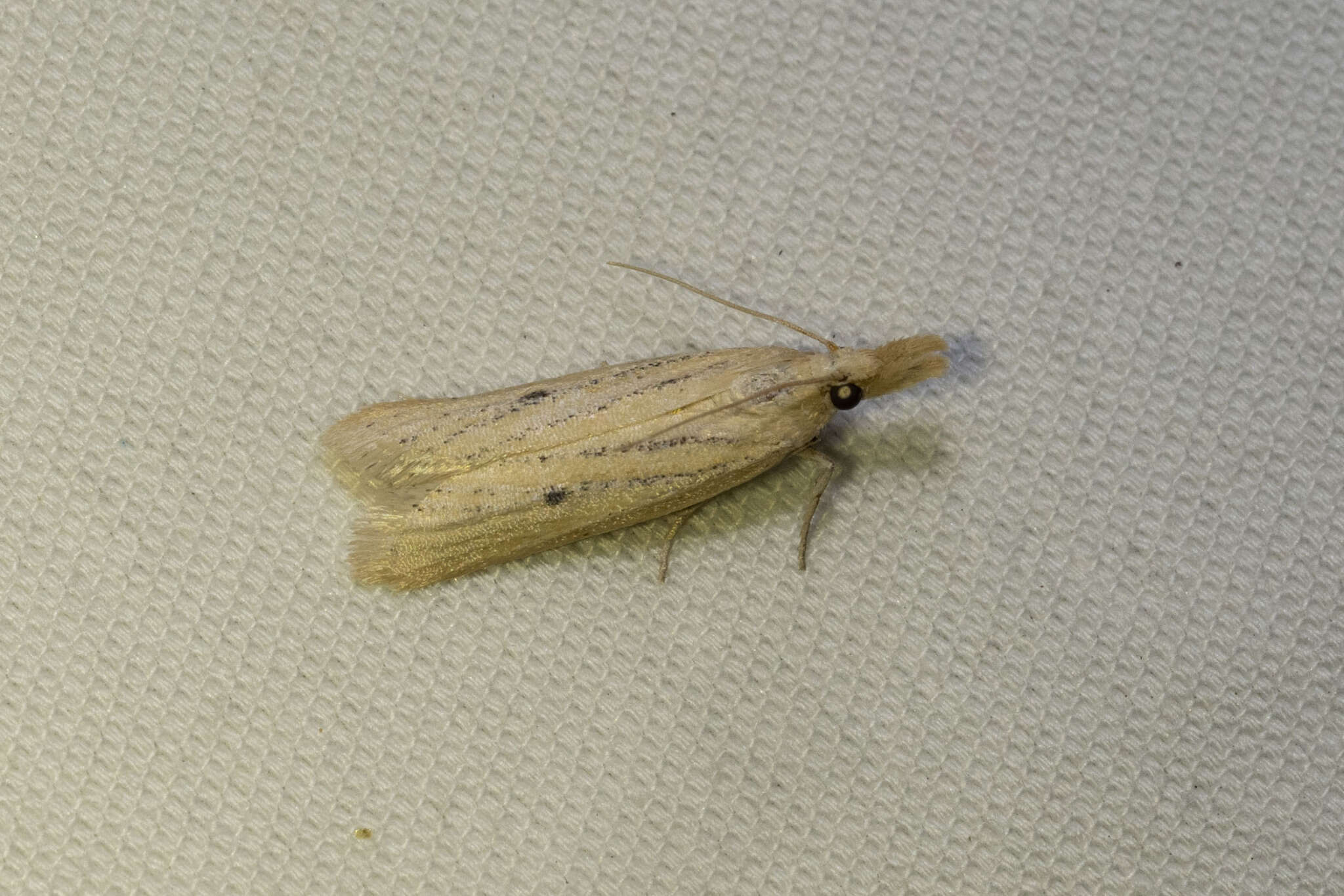 Image of Coenochroa californiella Ragonot 1887