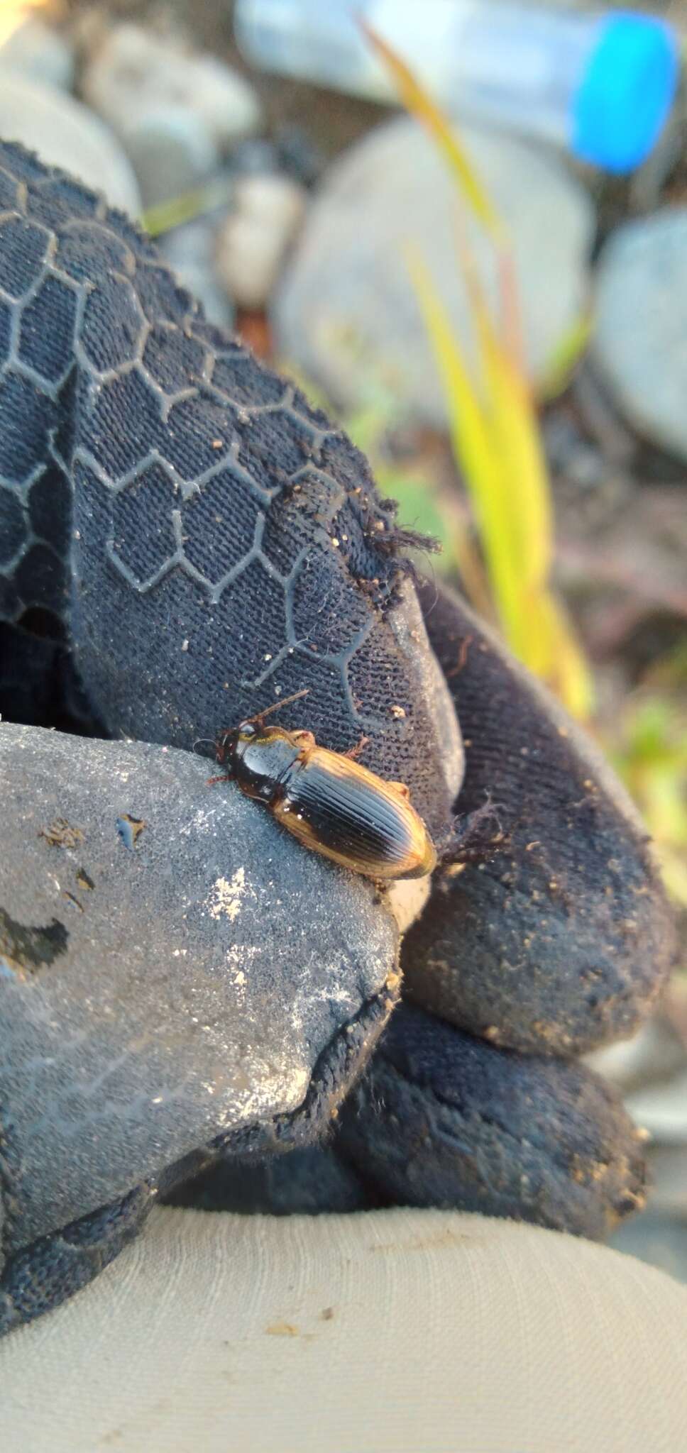 Anisodactylus (Anadaptus) discoideus Dejean 1831 resmi