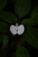 Image of Impatiens leptura Hook. fil.