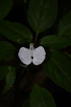 Image of Impatiens leptura Hook. fil.