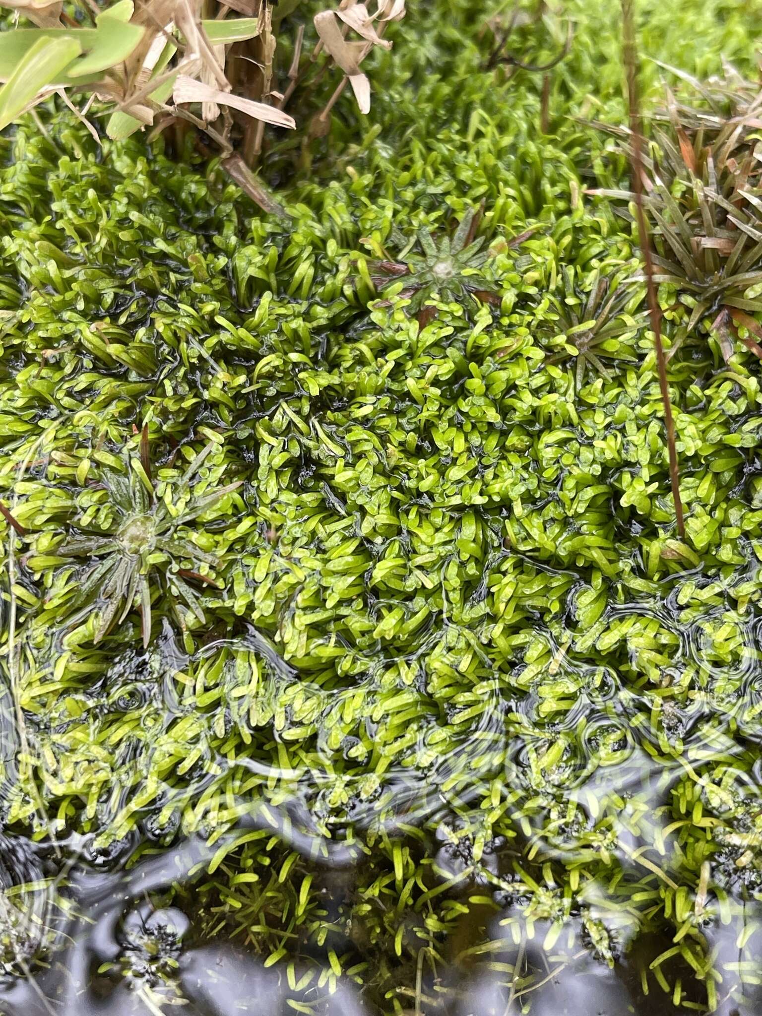 Image of Utricularia chiribiquetensis Fernandez-Perez