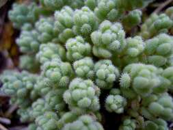 Image of Sedum dasyphyllum subsp. glanduliferum (Guss.) Nyman