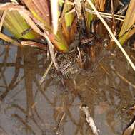 Image of Dusky Gopher Frog