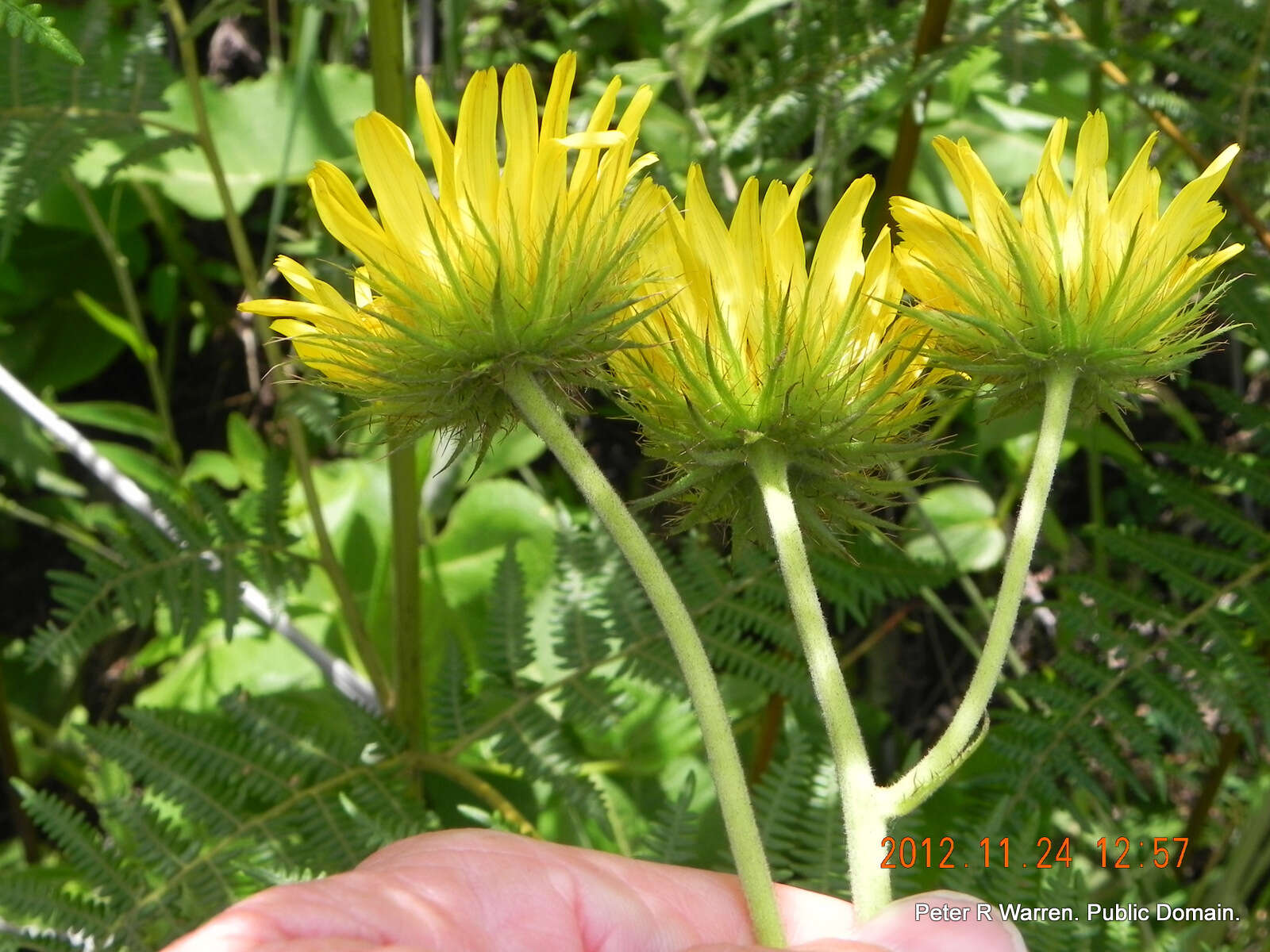 Image of Berkheya speciosa (DC.) O. Hoffm.