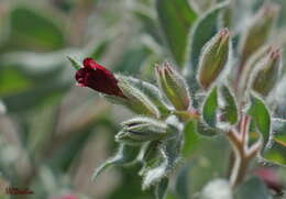 Image of Nonea taurica (Ledeb.) Ledeb.