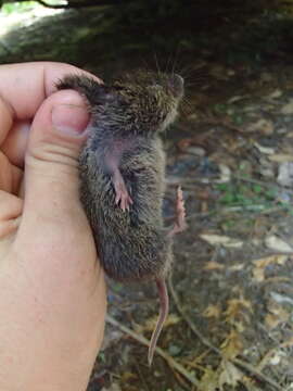 Image of Creeping Vole